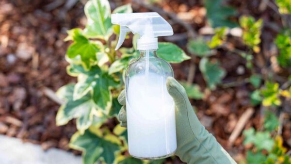 Aumente o seu rendimento de tomate instantaneamente – adicione-o sempre ao solo