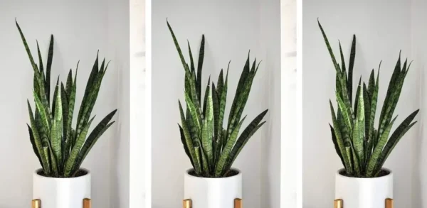 BENEFÍCIOS DA PLANTA LÍNGUA DE VACA