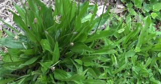 Banana-da-terra: propriedades e benefícios desta erva medicinal espontânea