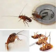 Baratas em casa: aqui está a solução definitiva para se livrar delas para sempre!