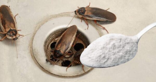 Baratas saem do ralo: basta um punhado e você nunca mais as verá