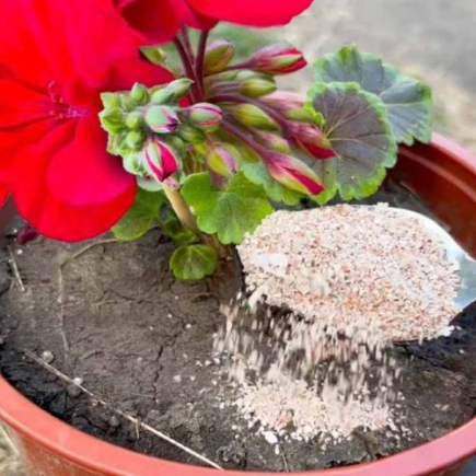 Basta adicionar uma pequena quantidade às suas plantas e elas florescerão em apenas uma semana.