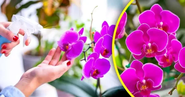 Basta regar as orquídeas com água: regue-as com isto para uma floração espetacular
