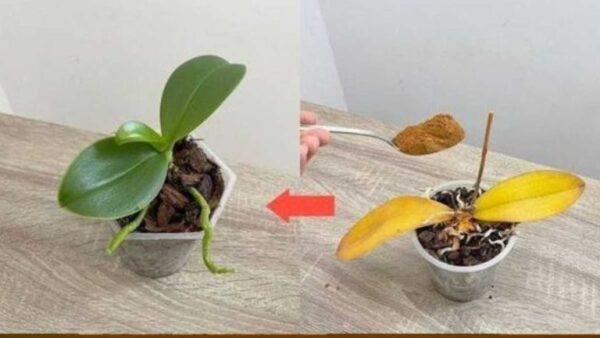 Basta uma colher de chá e de repente a orquídea floresce milagrosamente com muitas flores