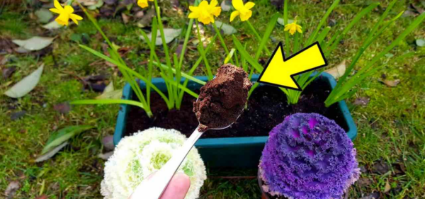 Basta uma colher e as suas flores florescerão como nunca, tanto em casa como no jardim.