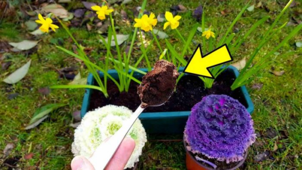 Basta uma colher e suas flores florescerão como nunca antes em sua casa e jardim