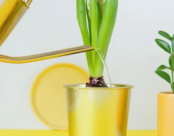 Basta uma colher nas plantas para fazê-las florescer em poucos dias