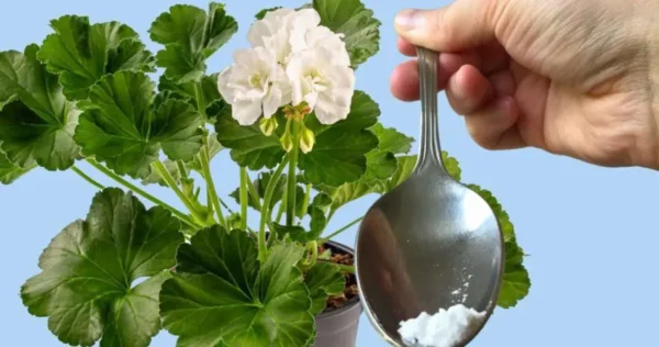 Basta uma colher para cada flor que você possui e você verá como ela floresce instantaneamente.