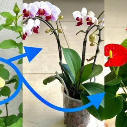 Basta uma colherada e todas as suas plantas produzirão cada vez mais flores!