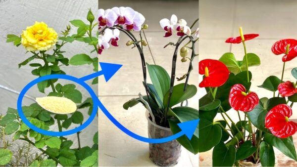 Basta uma colherada e todas as suas plantas terão cada vez mais flores!