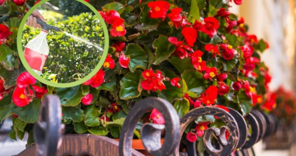 Begônia: dica para regar na hora certa para uma floração espetacular!