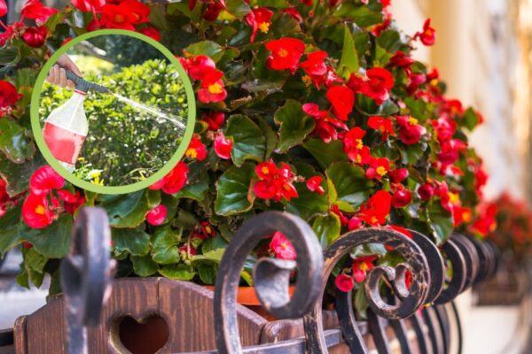 Begônia: o truque para regá-la na hora certa para uma floração espetacular!