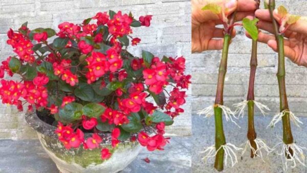 Begônias, como propagar infinitamente galhos de bananeira: elas se multiplicam instantaneamente