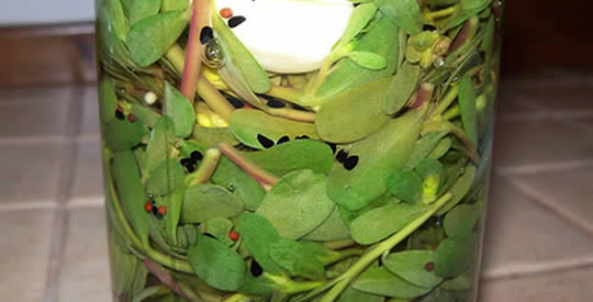 Beldroega: a planta rica em ômega 3 que é diurética, antidiabética e purificante