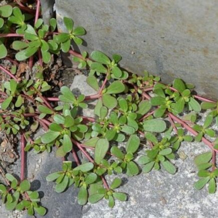 Beldroega no jardim: 8 motivos para não matá-la!