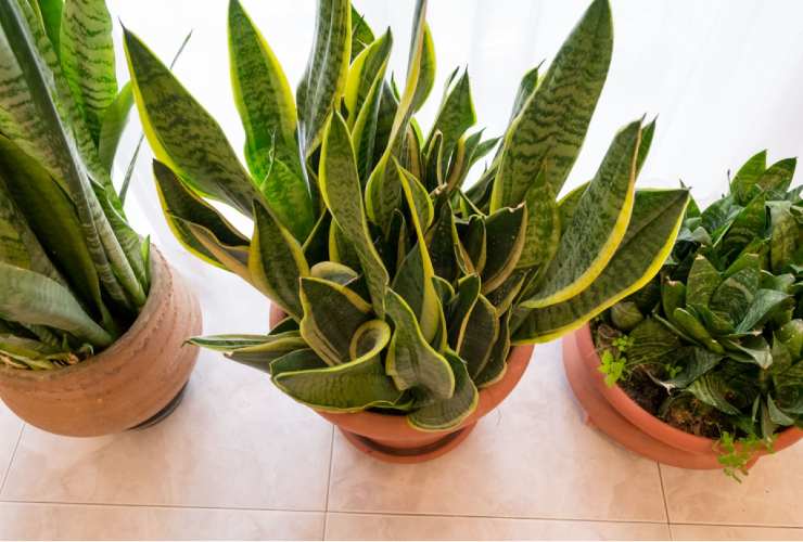 Sansevieria