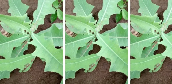 Benefícios para a saúde de Launaea taraxacifolia