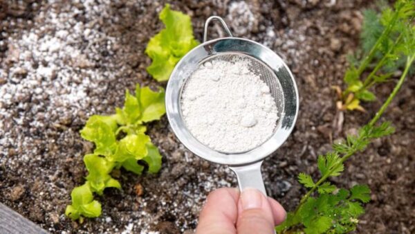 Bicarbonato de sódio: um herbicida natural eficaz