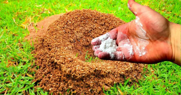 Bicarbonato no jardim: 10 aplicações diversas e dicas úteis