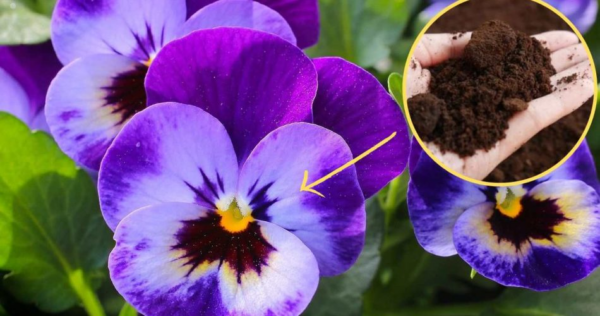 Borra de café nas plantas, nunca teve um jardim assim: todo mundo vai te invejar