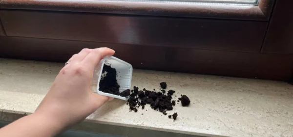 Borra de café no peitoril da janela: solução para um problema muito comum