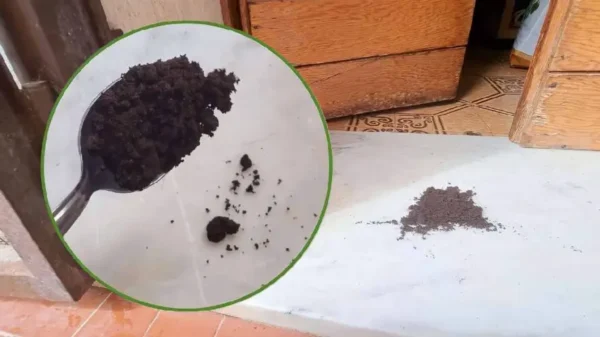 Borra de café à sua porta: por que adotar este remédio natural?