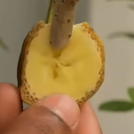 Buganvílias: com o truque da banana, como os jardineiros se multiplicam indefinidamente