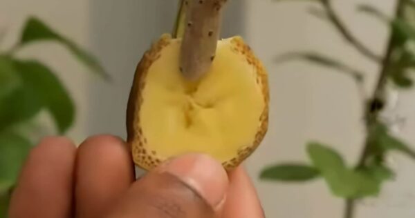 Buganvílias: reproduza-as indefinidamente com o truque da banana como os viveiristas