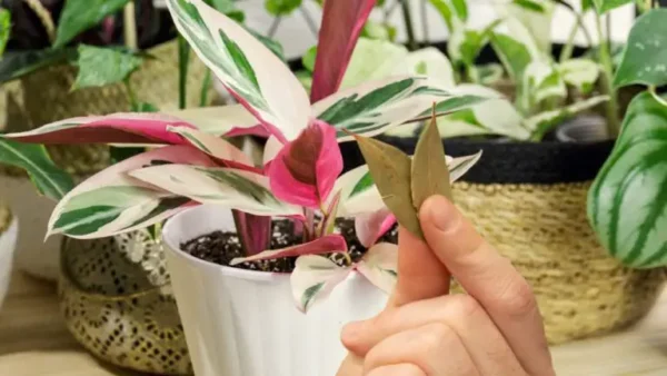 COLOQUE 3 FOLHAS DE LOOURO NAS PLANTAS QUE TEM NO SEU JARDIM OU JARDIM