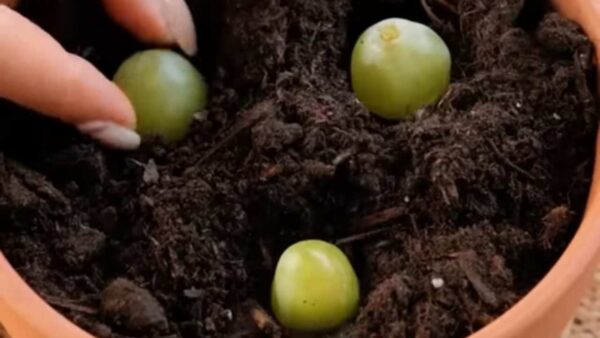 COLOQUE 3 UVAS EM UM VASO CHEIO DE TERRA: O QUE ACONTECE 10 DIAS DEPOIS