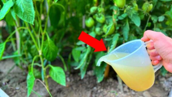 COLOQUE-O EM SUAS PLANTAS DE PIMENTÃO E TOMATE AGORA PARA UMA COLHEITA INCRÍVEL