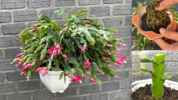 Cacto de natal: como cultivar e cuidar dele para que dure muito?