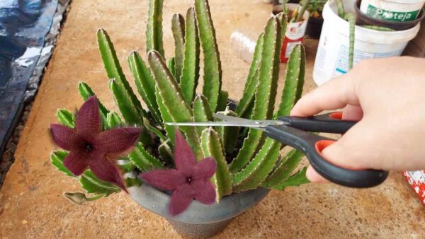 Cactus, infelizmente poucas pessoas sabiam dessa técnica infalível