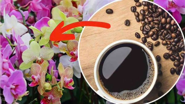 Café em orquídeas: veja por que você deve colocá-lo sempre | Eu nunca os vi tão exuberantes