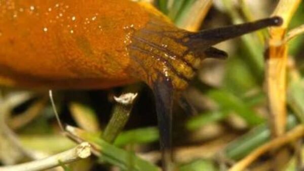 Caracóis na horta: como mantê-los afastados