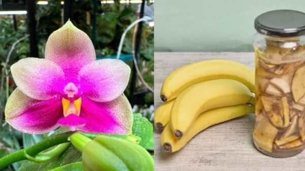 Casca de banana é o melhor fertilizante natural para suas orquídeas