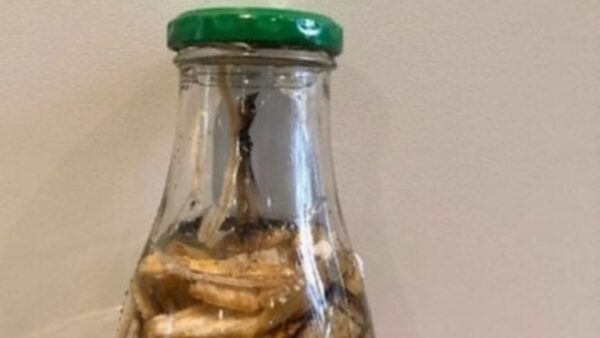 Casca de banana, um fertilizante milagroso na horta?