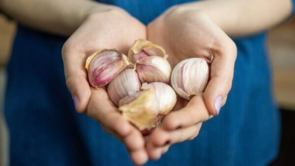 Cascas: como reaproveitar alho na horta?