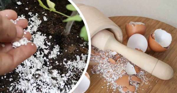 Cascas de ovo, nunca jogue fora: valem seu peso em ouro quando usadas em casa e no jardim