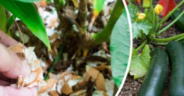 Cascas de ovo – plante-as nas plantas agora, você nunca teve um jardim como este. O jardineiro recomenda!