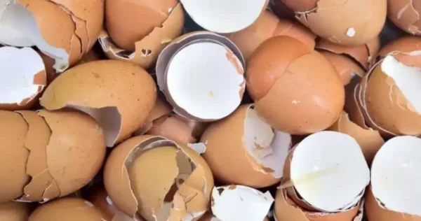 Cascas de ovos, não as deite fora: valem ouro no jardim se as reutilizar desta forma