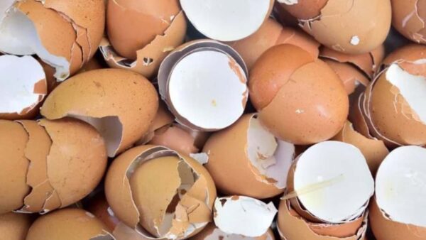 Cascas de ovos, não as deite fora: valem ouro no jardim se as reutilizar desta forma