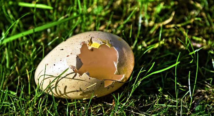 Reciclar cascas de ovos