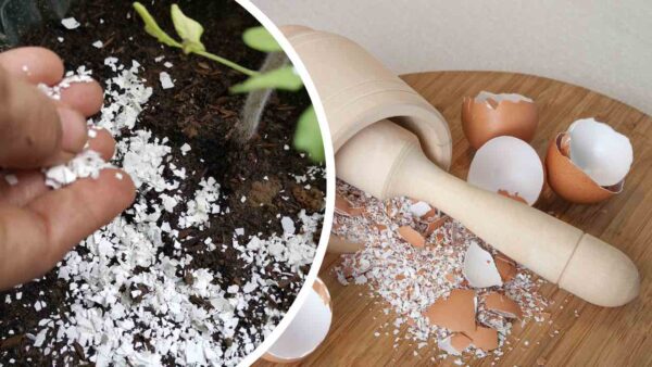 Cascas de ovos, nunca jogue fora: valem ouro usado na casa e no jardim