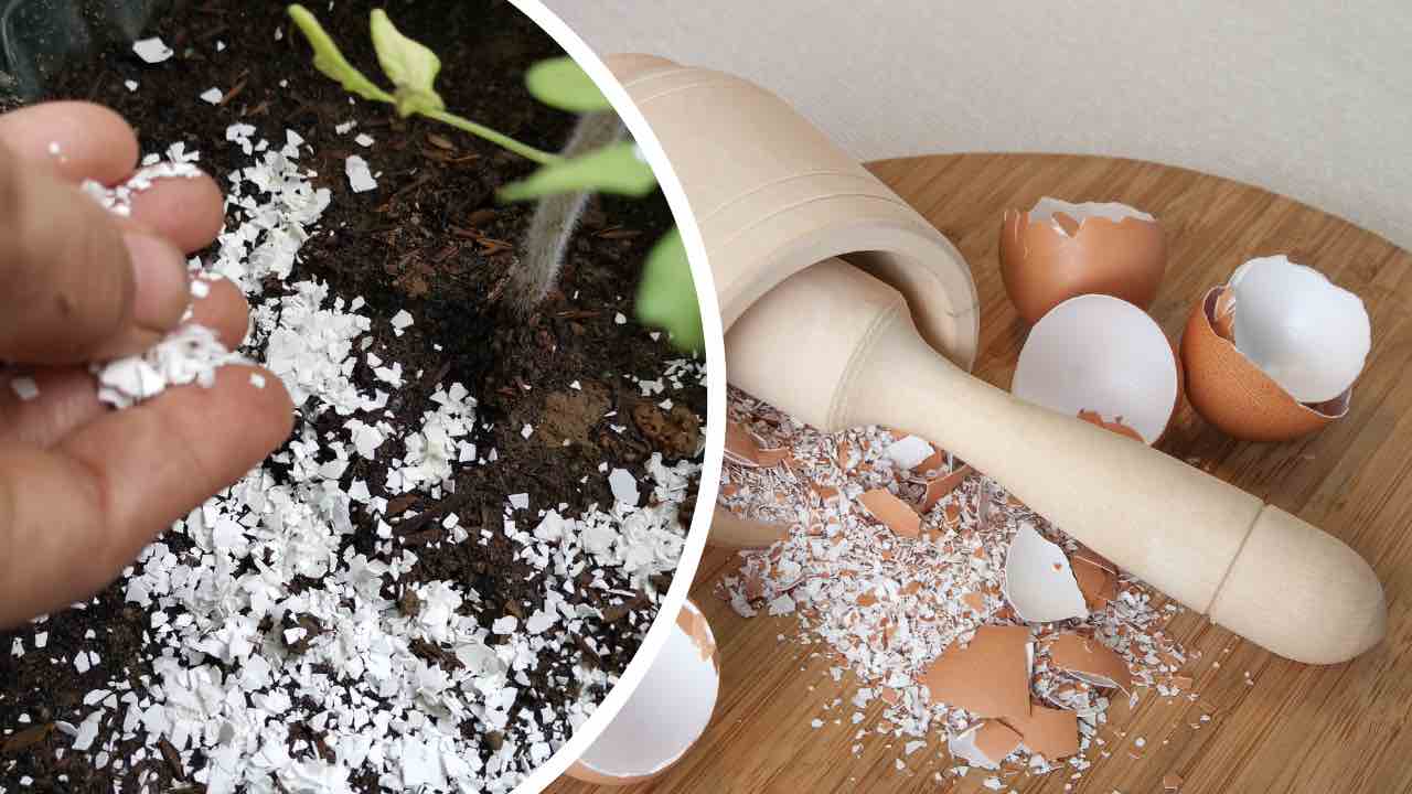 eu uso casca de ovo