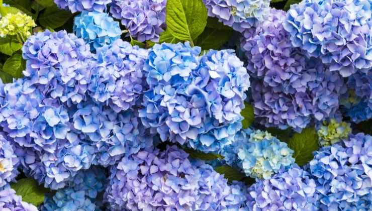 hortênsias hortênsias