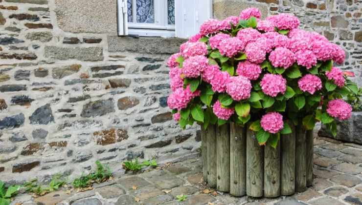 hortênsias de cultivo hortênsias de cultivo