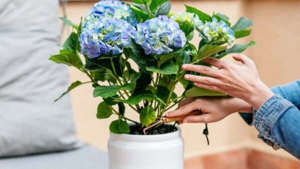 Centenas de hortênsias no jardim ou varanda com a técnica do raminho: incrível