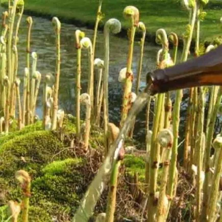 Cerveja nas plantas? Ainda melhor que água! regue-os assim