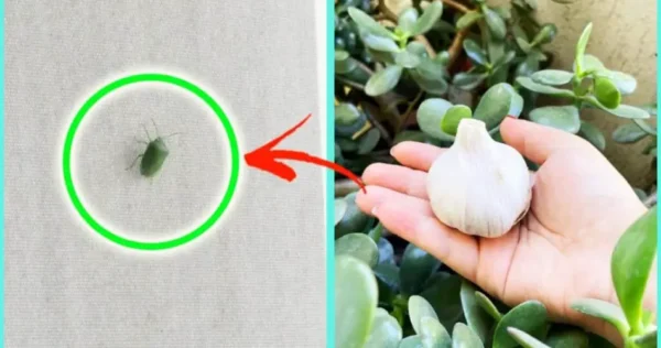 Cet ingrédient enlève tous les poils mieux qu’un rasoir – vous pouvez le trouver directement dans la cuisine